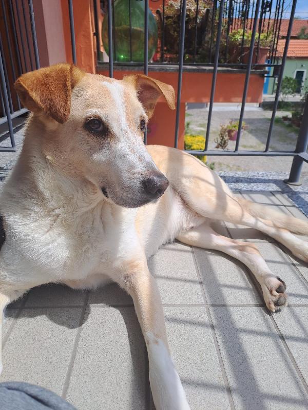 Charlie, tenero meticcio Foto 7